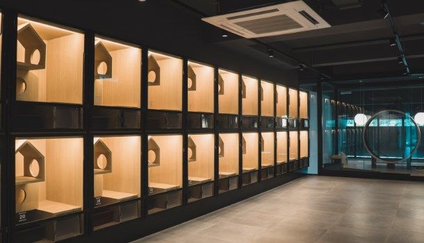 Mascota en Hotel Madagascar 5